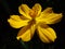 Yellow Kosmeya flower closeup on a dark background