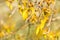 Yellow kowhai tree flowers in bloom