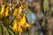 Yellow kowhai tree flowers in bloom