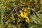 Yellow kowhai tree flowers and leaves