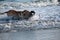 yellow lab and Boykin spaniel running through the ocean at the beach in Charleston South Carolina.