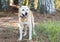 Yellow Lab Heeler mix breed dog outside on leash