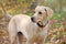 Yellow Lab Mix in Fall