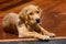 Yellow lab puppy laying on a wood dining room floor looking into a kitchen watching food preparation