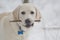 Yellow Lab Puppy with Stick in Mouth