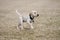 Yellow Lab Puppy Walks Cautiously