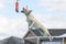 Yellow Lab about to catch a toy while dock diving