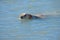 Yellow Lab in the Water