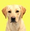 Yellow labrador