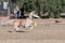 Yellow Labrador catching a disc during toss and fetch