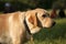Yellow labrador dog closeup