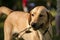 Yellow labrador dog closeup