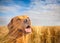 Yellow Labrador Dog in the field