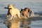 Yellow Labrador dog and mexican hairless in water