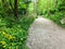 A yellow labrador dog walking along a nature trail through the forest surrounded by ferns, plants, trees and flowers