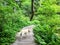 A yellow labrador dog walking along a nature trail through the forest surrounded by ferns, plants, trees and flowers