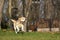 Yellow Labrador fetching stick in park on sunny day