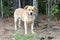 Yellow Labrador Golden Retriever dog