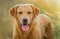 Yellow Labrador handsome dog