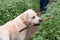 A yellow labrador holding a stick in his mouth during a walk