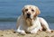 Yellow labrador laying at the beach