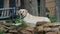 A yellow labrador laying on a hills side.