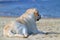 Yellow labrador looking at the sea