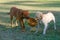 Yellow Labrador and mixed breed dog wrestling over basketball.