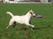 A yellow labrador playing in the field