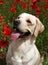 A yellow labrador in the poppy field