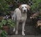 Yellow labrador puppy aged 7 months