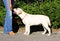 The yellow labrador puppy learning for dog show