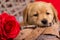 Yellow labrador puppy looks adorable valentine-themed basket