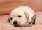 Yellow labrador puppy newborn