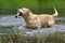 Yellow Labrador Retriever