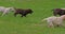 Yellow Labrador Retriever and Brown Labrador Retriever, Group of Puppies Playing on the Lawn, Normandy in France, Slow Motion