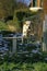 Yellow Labrador Retriever Dog, Adult jumping above Fence