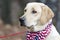 Yellow Labrador Retriever Dog with American Flag Bandana