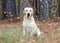 Yellow Labrador Retriever Dog with American Flag Bandana