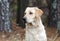 Yellow Labrador Retriever Dog with American Flag Bandana