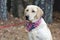 Yellow Labrador Retriever Dog with American Flag Bandana