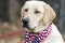Yellow Labrador Retriever Dog with American Flag Bandana