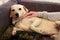 Yellow labrador retriever dog enjoys company of his owner sitting on a couch together and petting lovely dogs. Owner having fun.