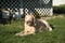 Yellow Labrador Retriever enjoying the grass