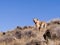 Yellow Labrador retriever with a GPS collar on a mountainside.