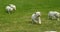 Yellow labrador retriever, group of puppies running on the lawn, normandy in france, slow motion