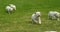 Yellow Labrador Retriever, Group of Puppies running on the Lawn, Normandy in France, Slow Motion