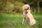 Yellow Labrador retriever in the park