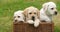 Yellow Labrador Retriever, Puppies Playing in a Basket, Normandy in France, Slow Motion