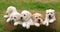 Yellow Labrador Retriever, Puppies Playing in a Cardboard Box, Normandy in France, Slow Motion